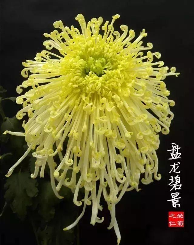 菊花的颜色