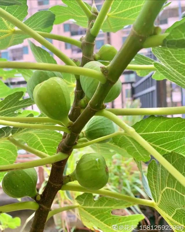 无花果树