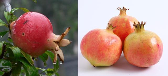 买水果石榴 挑 圆的 还是 方的 口感差别大 学会别挑错了 太阳信息网