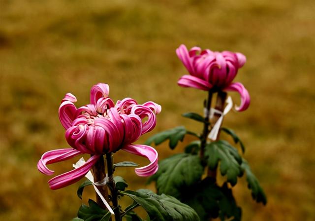 菊花代表什么