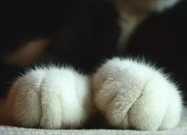 猫爪热