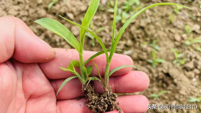 水稻不同种植模式，封闭除草怎么做？