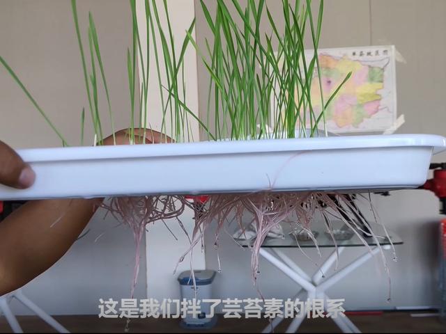 小麦拌种，加不加芸苔素？加多少最好？看完你就知道了2