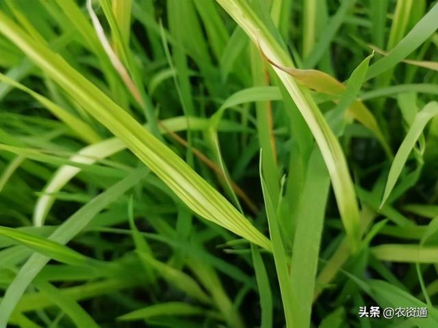 水稻除草剂药害症状与解救措施2