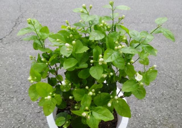 春天7种花回暖就绽放，开花漂亮香味足，想买不要错过好时机