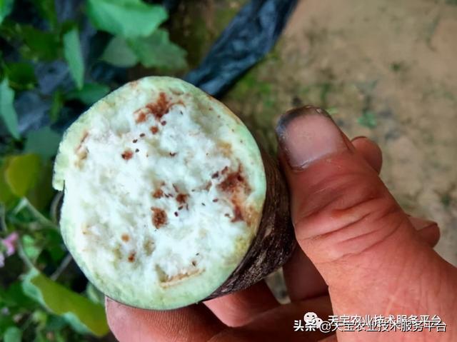 噻菌铜最全复配配方详解5