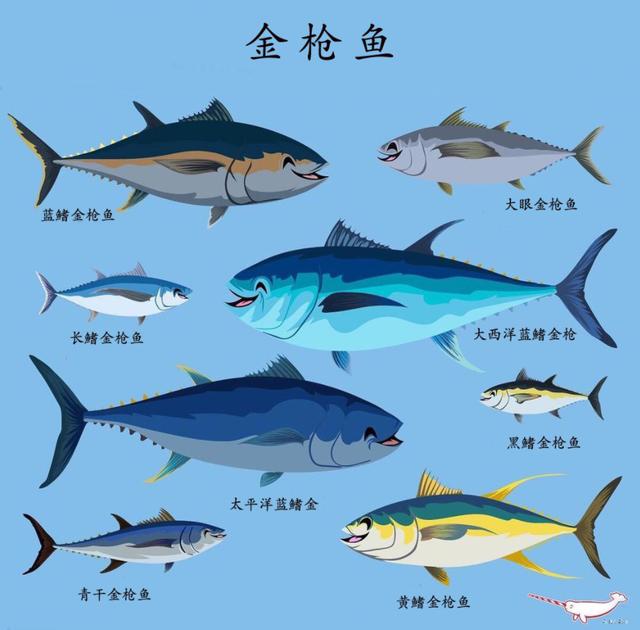 蓝鳍金枪鱼罕见一条近700斤的蓝鳍金枪鱼被渔民捕获能卖多少钱贵吗