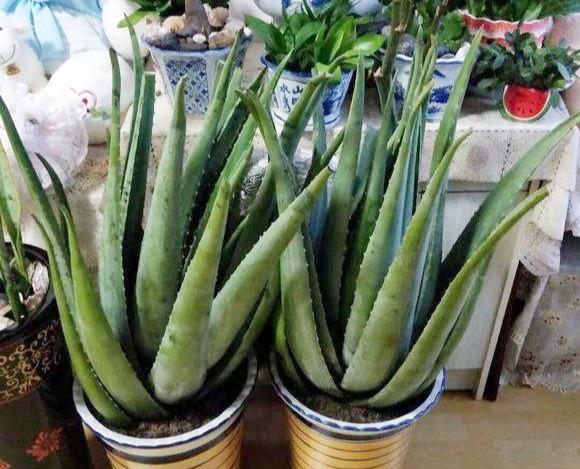 库拉索芦荟 库拉索芦荟（库拉索芦荟叶汁） 生活
