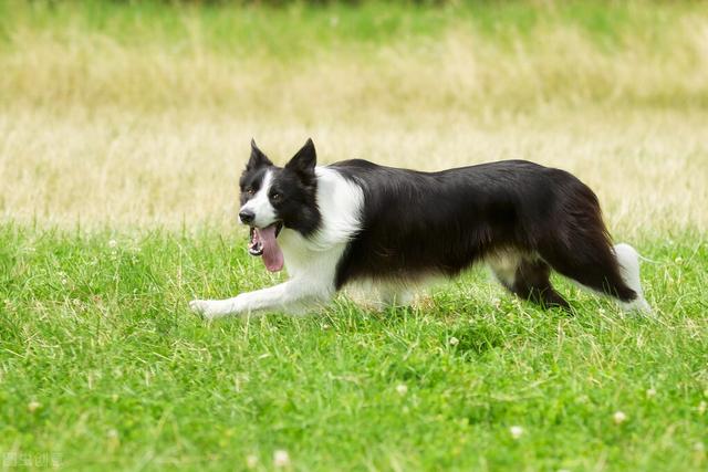 中型犬