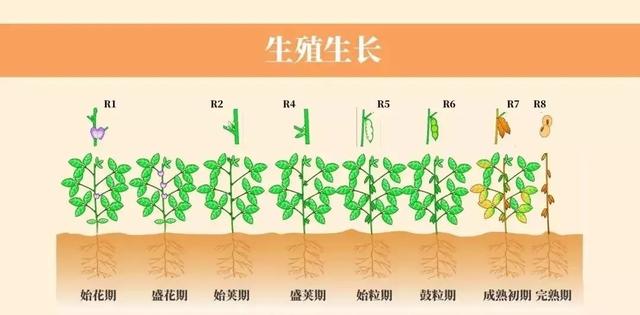 黄豆的生长过程