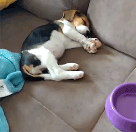 英国猎狐犬
