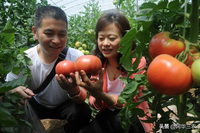 农户种植西红柿，其烂果的原因有哪些？及时防治，提产增收3