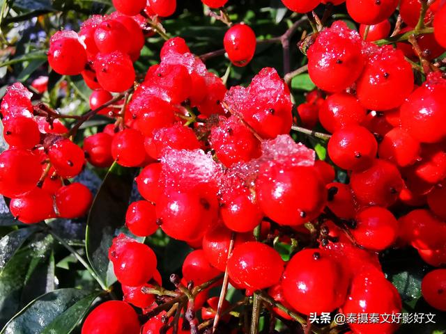 雪中红豆最相思