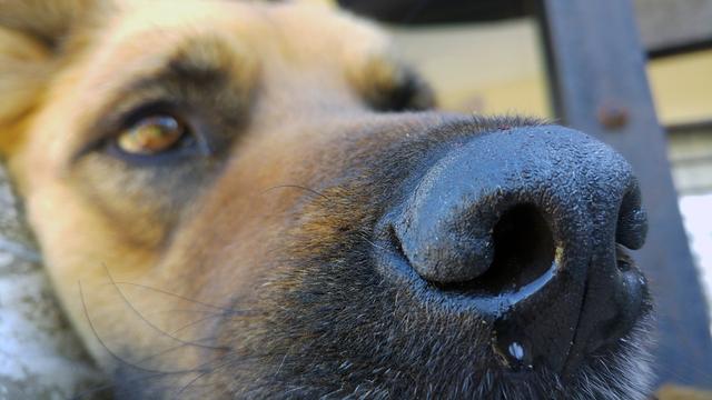 犬瘟热病 犬瘟热病（犬瘟热病犬的趾部脚垫皮肤变化是） 动物