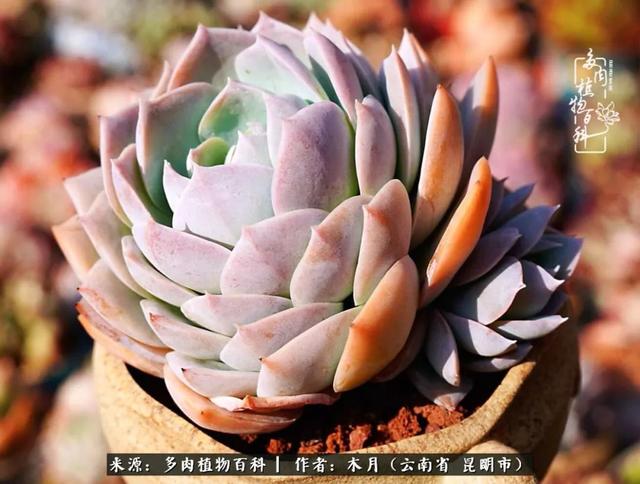 安康石英砂洗砂机厂家电话