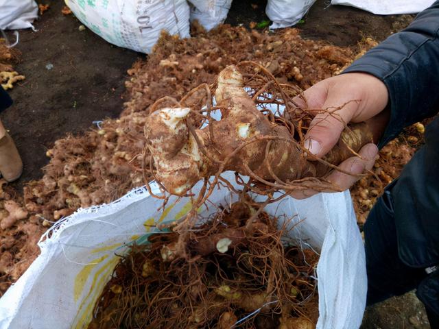 老虎姜种苗价格出售 以"老虎"命名的"姜",曾被农民用来喂猪,谁知价值