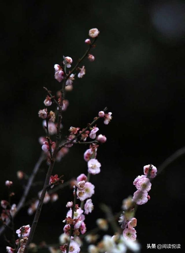 梅花的品质和精神