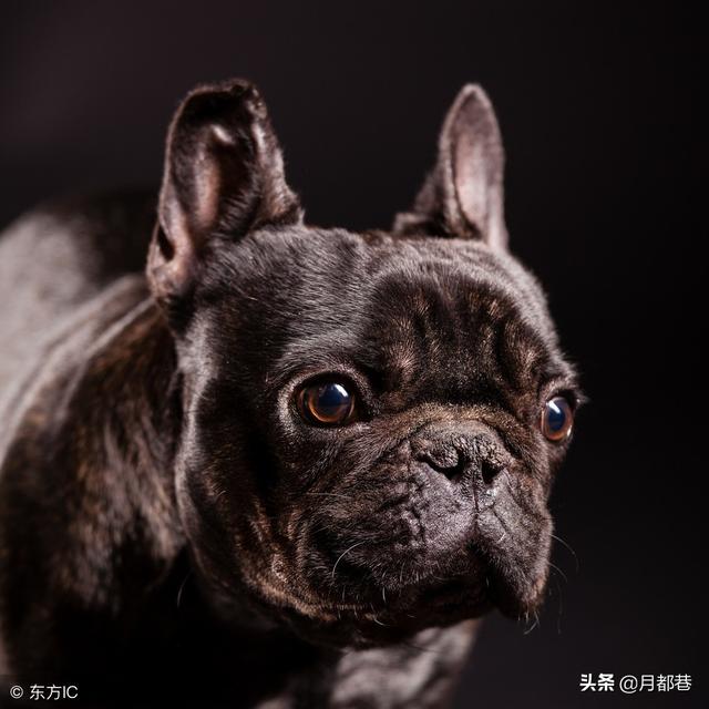 斗牛犬好养吗