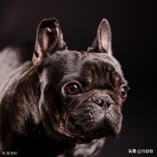 斗牛犬好养吗 斗牛犬好养吗（斗牛犬好养吗咬人吗） 动物