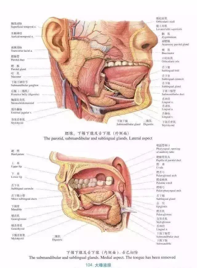 口腔牙齿图片大全图解