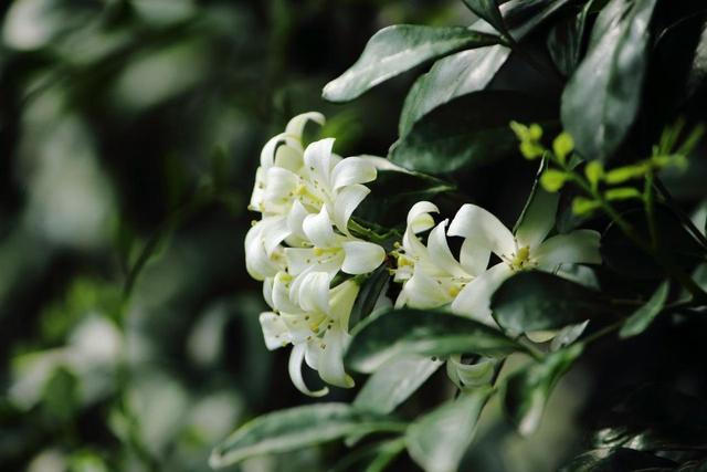 九里香花适合在室内养吗