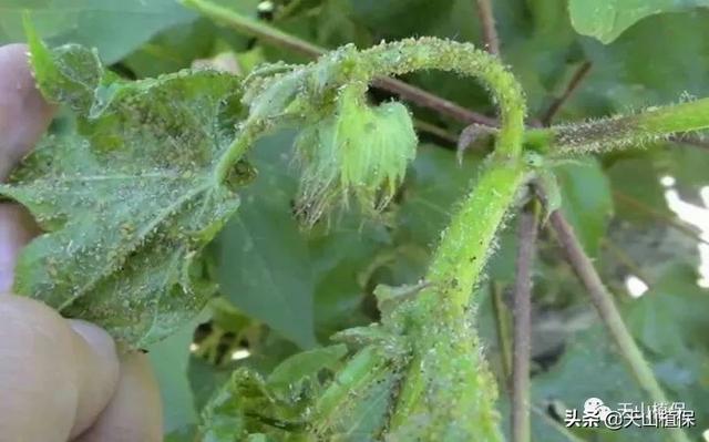 2020年博州农作物主要病虫草鼠害发生趋势长期预报4