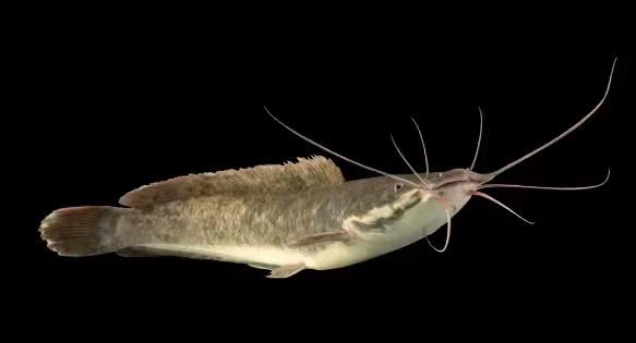 鱼从鱼缸里跳出来怎么急救（观赏鱼跳缸后怎么处理）