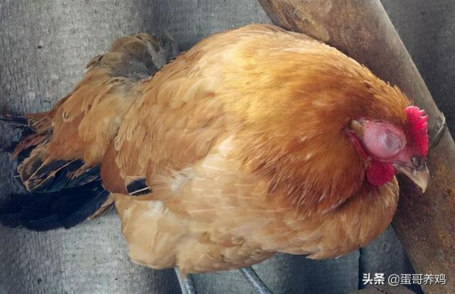 治疗鸡皮肤的五种方法