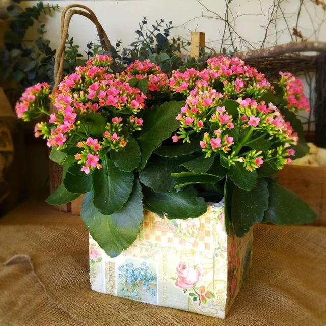 促睡眠利于健康,关键还好养,好闻 什么花适合放在卧室