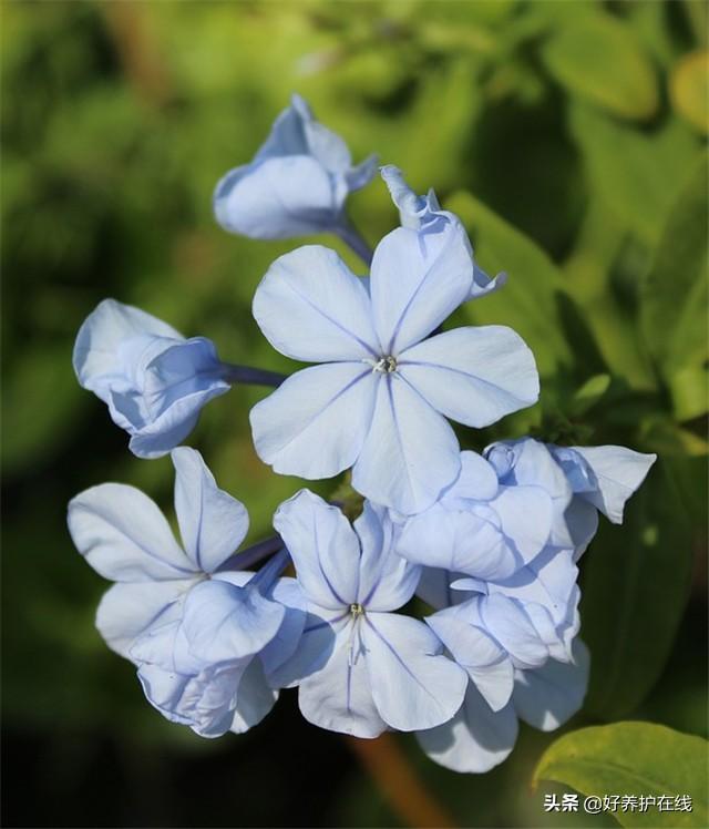 蓝雪花的花语