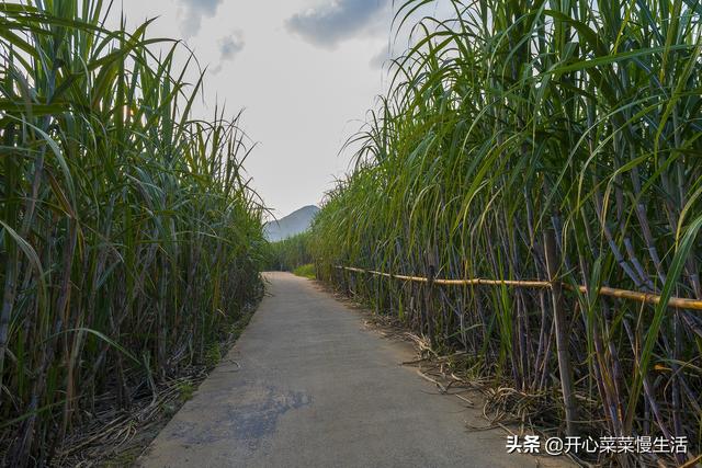 广西一处世外村庄，最多的是甘蔗，最美的是人心，网友都说不容易