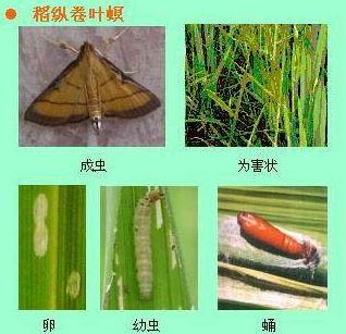 稻纵卷叶螟要想防治效果好，必须要根据其生育进程进行科学防治3