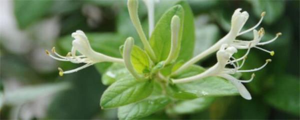 金银花种植技术 金银花种植技术（金银花种植技术和方法） 生活
