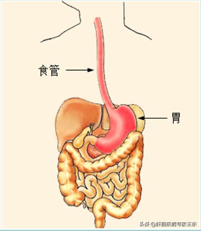 吐血是怎么回事（乌龟吐血是怎么回事）