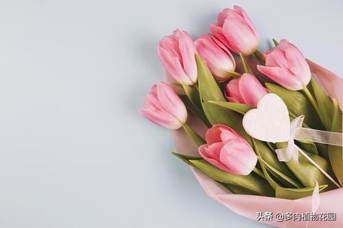 给老师送什么花