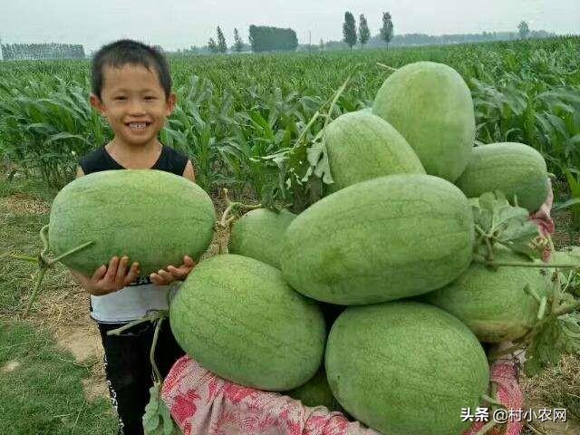 西瓜的种类