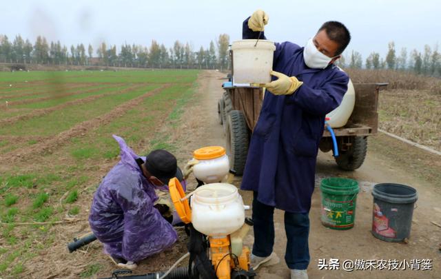 打除草剂后田间杂草杀不死、作物出现药害？这样打药除草效果最好16