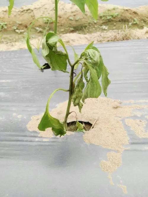 辣椒死苗烂棵的原因和防治方法，辣椒施什么水溶肥料好？