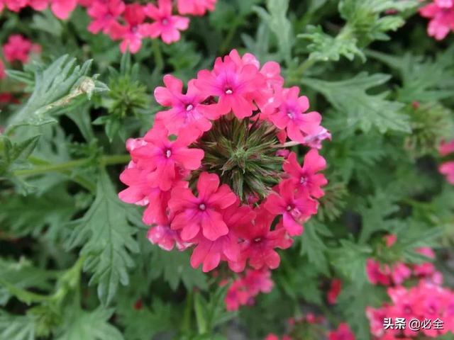 北方宿根花卉 北方宿根花卉（北方宿根花卉有哪些种类） 生活