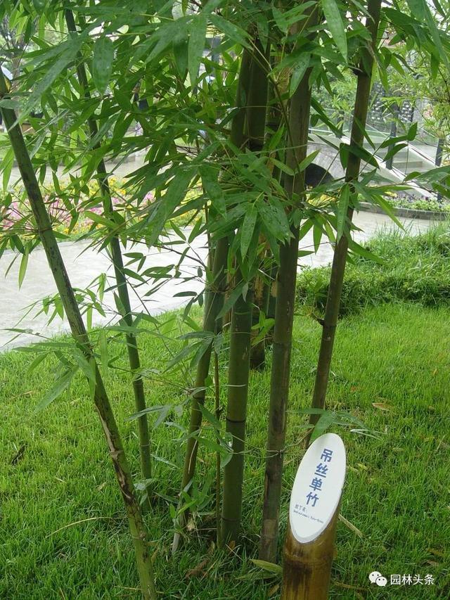竹子的种类 竹子的种类（竹子的种类及特点） 生活