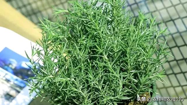 中世纪曾被视为黄金的蔬菜，现在变成什么样了？38