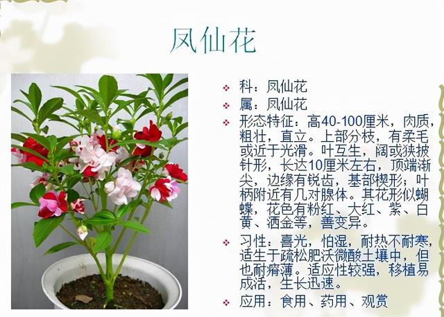 观花植物