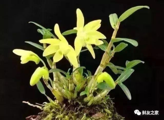 石斛种类 石斛种类（石斛种类有哪些） 生活