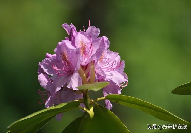 杜鹃花有毒吗 杜鹃花有毒吗（黄色杜鹃花有毒吗） 生活