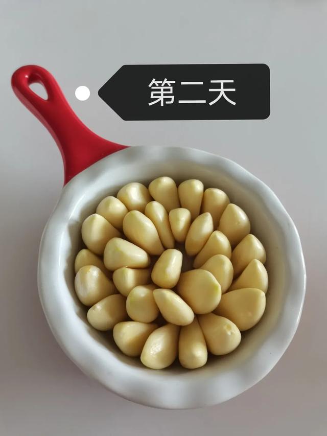 蒜苗的生长过程观察日记