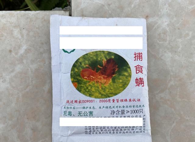 香葱叶片出现白斑一定是蓟马危害？也有可能是红蜘蛛，防治需趁早6