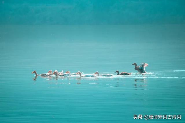 古诗春水向东流「藏在大自然里的古诗词」