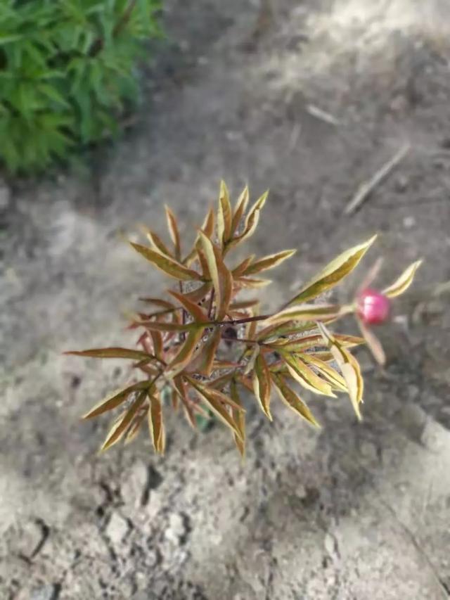 植物感染真菌病害，这三种杀菌药很适合6