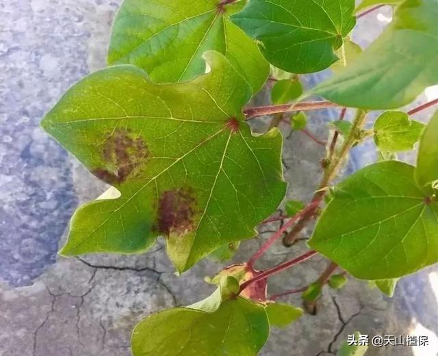 棉花红蜘蛛有哪些杀螨剂，及其用药技巧4