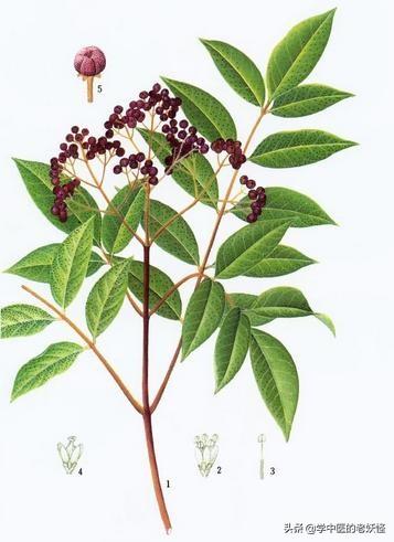 每日一中药——吴茱萸